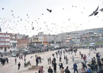 Ş.Urfa’da güvercin etkinliği
