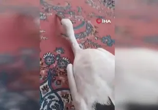 Yaralı leyleğe sahip çıktı