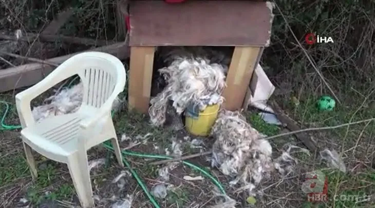 Aç kalan sokak köpekleri onlarca koyunu telef etti