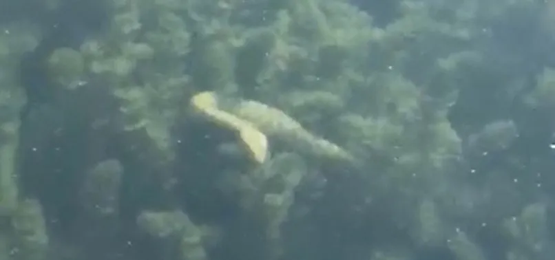 Yılanlar depremin habercisi mi? Uzmanlardan o iddialara yanıt!