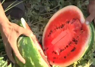 İzmir'de karpuz hasadı başladı