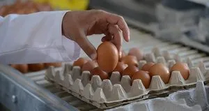 Yumurtanın bilinmeyen tehlikeli yan etkisi!