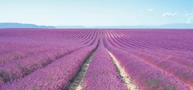 Lavanta kokulu cennet: Kuyucak