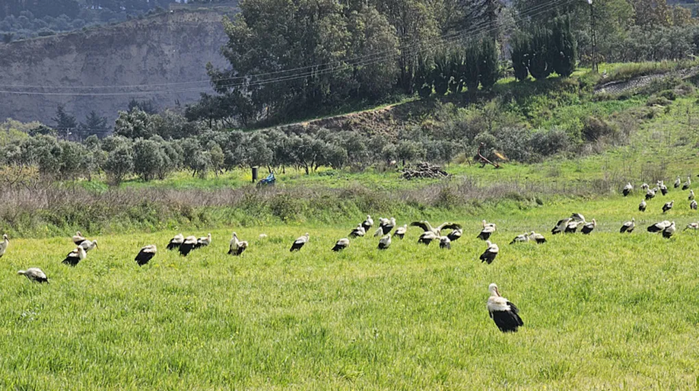Göç eden leyleklerden görsel şölen