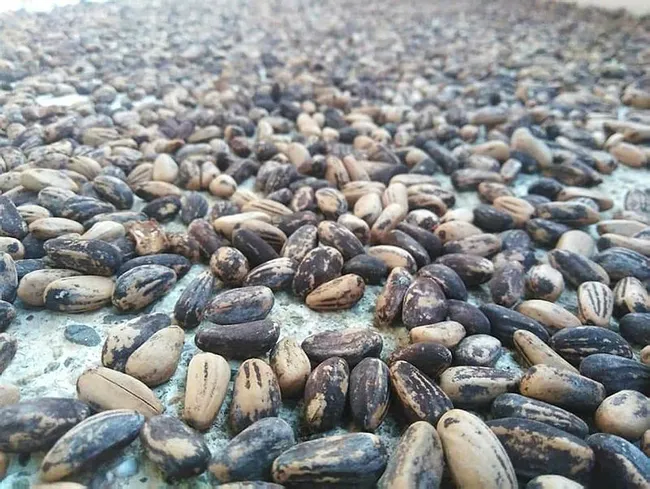 Çanakkale’de motosikletiyle gezerken fark ettiği çam fıstıkları geçim kaynağı oldu - 1