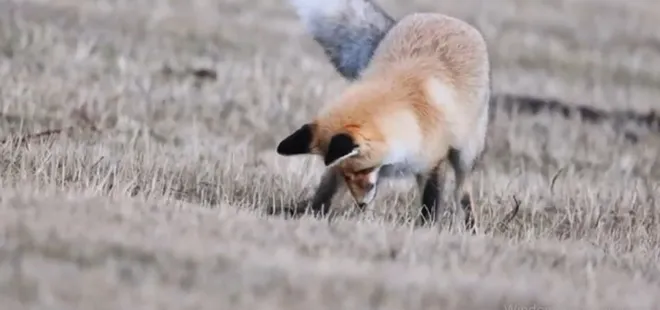 Ardahan'da kızıl tilkinin fare avı