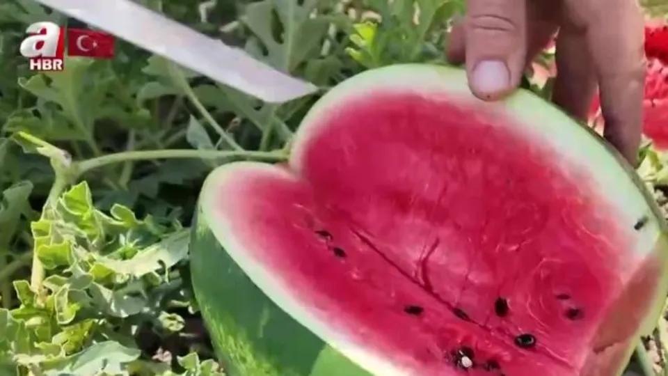 İstanbul’un içinde köy hayatı