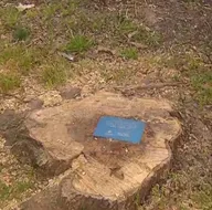 İBB’den yeni bir ağaç katliamı