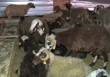 Ankara’da kurban pazarında gece mesaisi