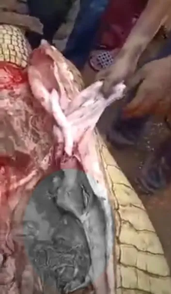 Timsahın karnından insan çıktı! Kan donduran anlar böyle görüntülendi...