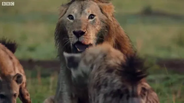 Sırtlanların arasında tek başına kalan aslanın mucize kurtuluşu! Son anda öyle şeyler oldu ki...