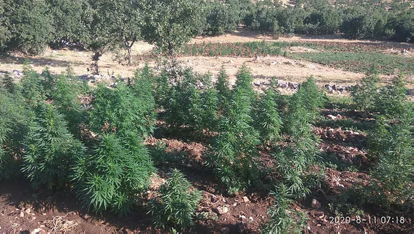 Diyarbakır'da büyük operasyon: 1 milyon 119 bin kök kenevir ve 756 kilogram esrar ele geçirildi - 1