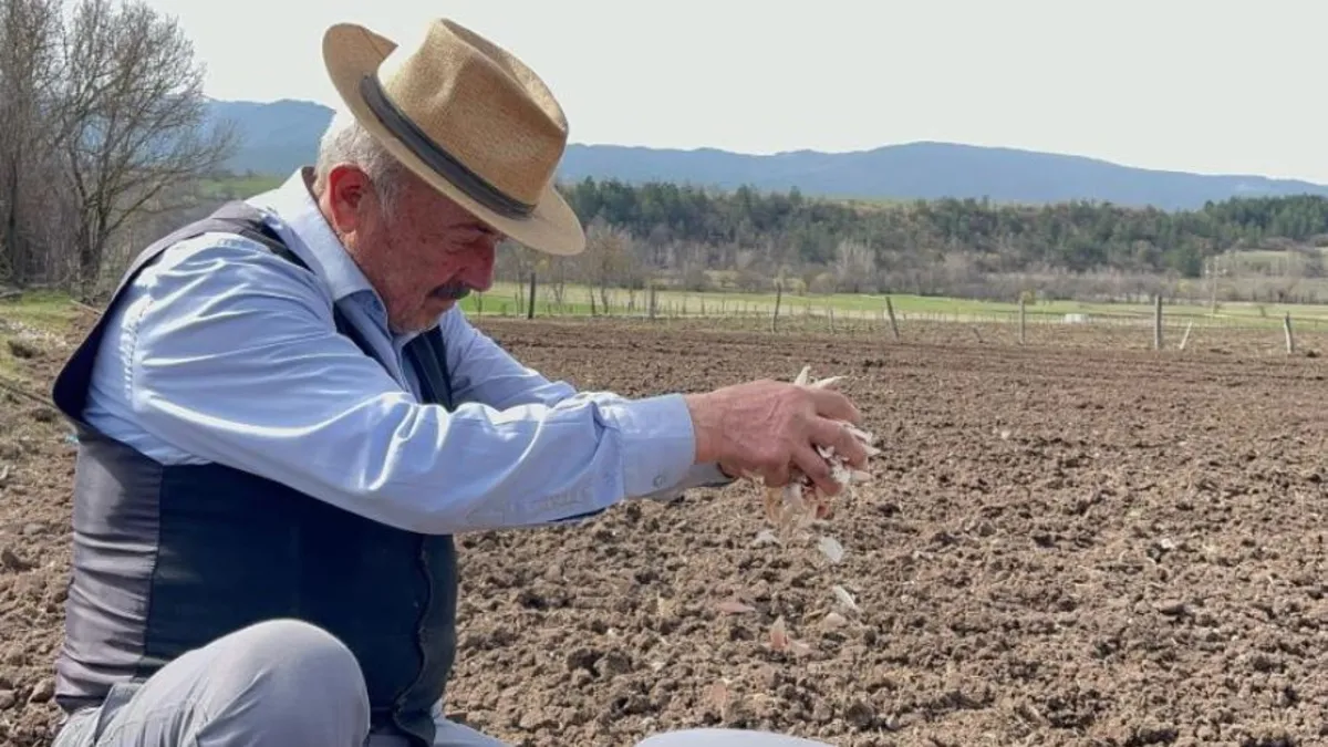 77 yaşındaki çiftçi gençlere taş çıkartıyor: Taşköprü sarımsağıyla geçimini sağlıyor