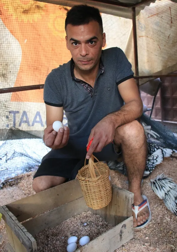 Akıllara ‘altın tavuk’ hikayesini getiriyor! Yumurtaları Türkiye’de 80, yurt dışında 150 lira