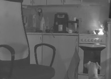 cekyada-yemek-arayan-kopek-mutfagi-yakti-o-anlar-kamerada-1631539251359.jpg Çekya’da yemek arayan köpek mutfağı yaktı! O anlar kamerada - 1