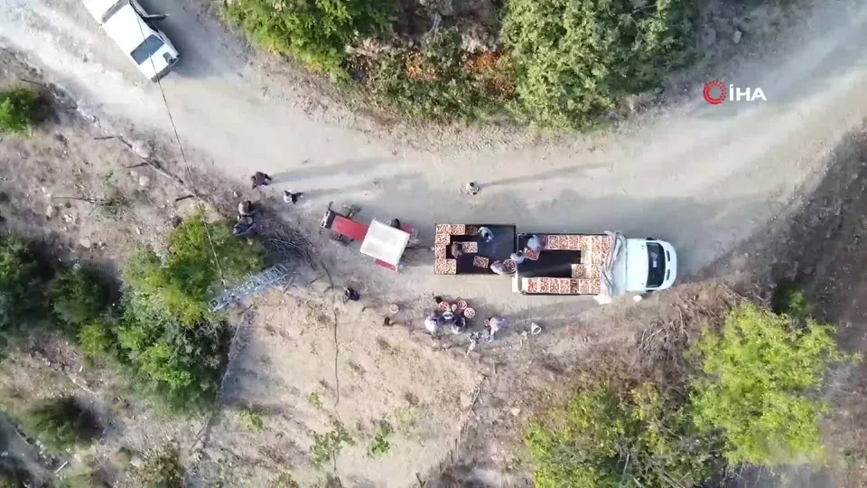 Tescilli Kuytucak narı bahçede 20 lira