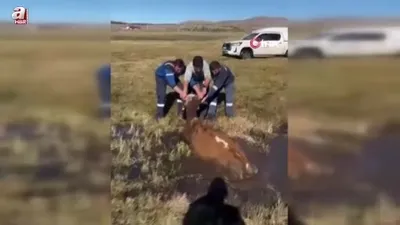 Bataklığa saplanan inek kurtarıldı