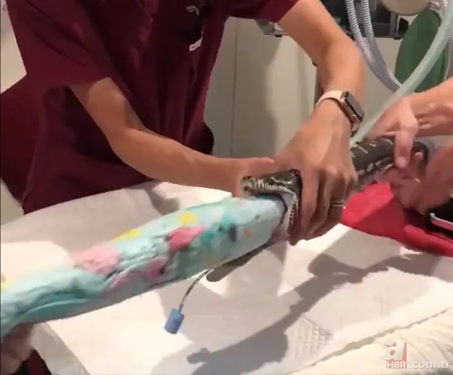 Bir yılan bunu neden yer? Pitonu ameliyat eden veterinerlerden sevinç çığlıkları 14
