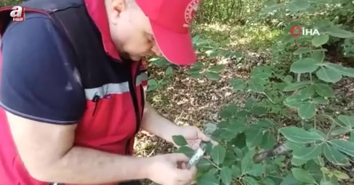 Savaşçı arılar tek tek bırakıldı