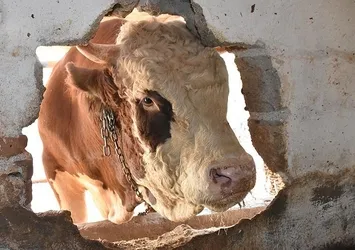 40 bin liraya alıcısını bekliyor