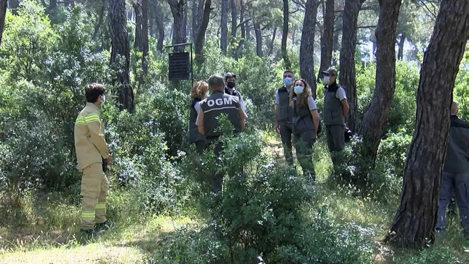 Ormanı tehdit ediyor! Ekipler hemen harekete geçti! Tuzaklar asıldı