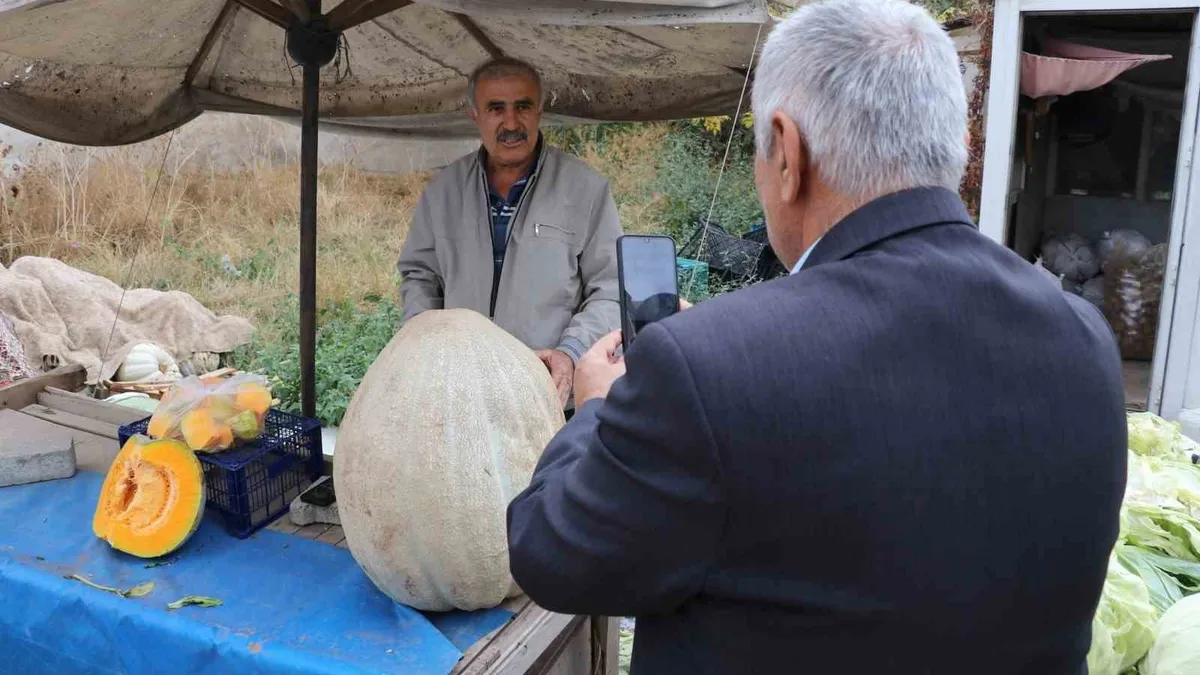 Ata tohumu 51 kiloluk dev kabak ilgi odağı oldu