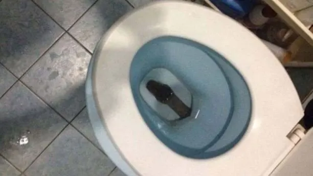 Klozetten piton çıktı 🐍 Tuvalete giren adam hayatının şokunu yaşadı