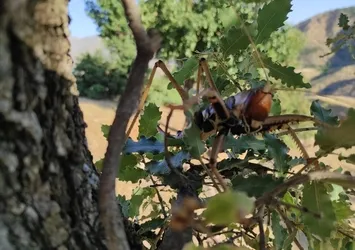 Batman'da görülen dev çekirgeler ürküttü