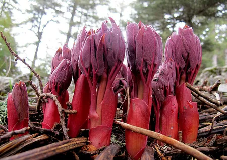 Antalya'da şakayık çiçeği alarmı! Koparmanın cezası 80 bin lira
