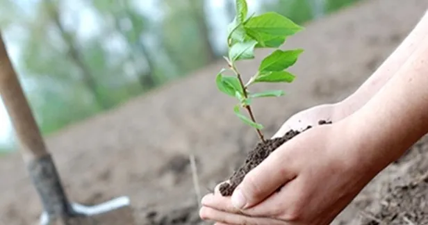 Fidan bağışı nereden, nasıl yapılır? TEMA Vakfı 1 fidan bağışlama fiyatı ne kadar, kaç TL? - 4