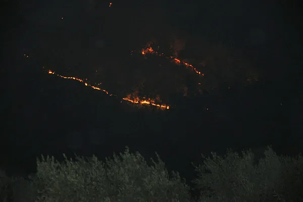 Yangınlara karşı ne kadar araç ve personel çalışıyor? Manavgat Didim Bodrum Milas'taki yangınlarda kaç kişi çalışıyor? - 1