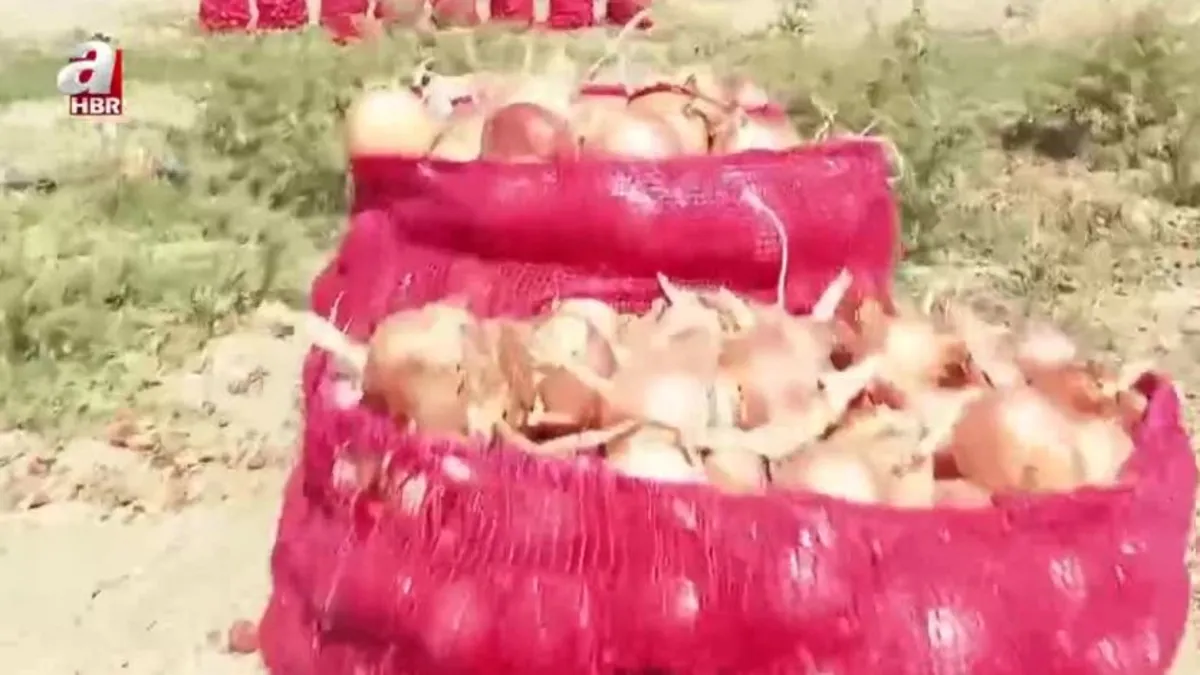 Aşırı sıcaklar soğanı vurdu