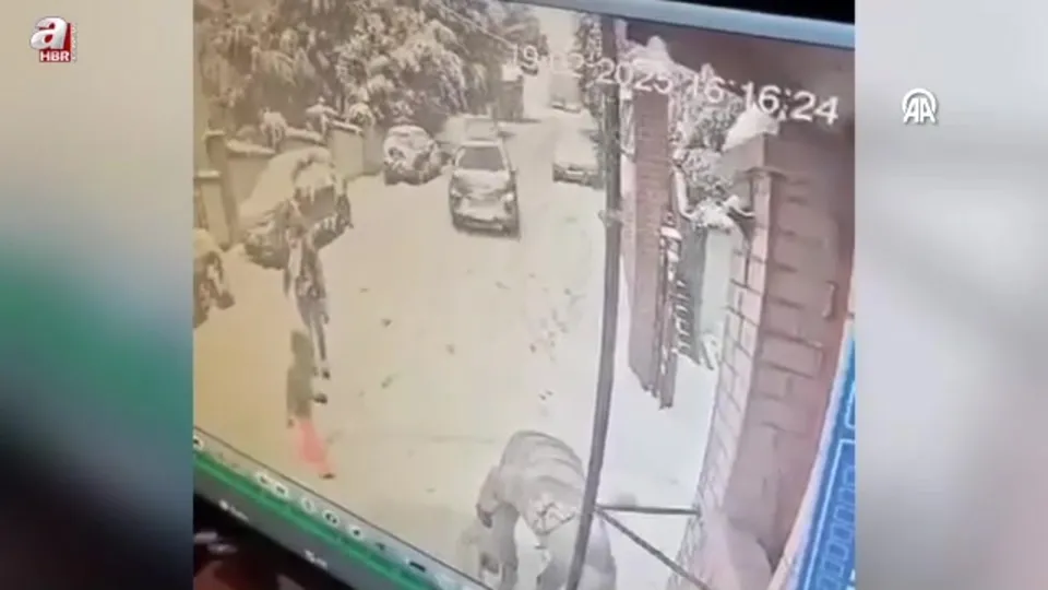 Kedi severken kayan araba çarptı