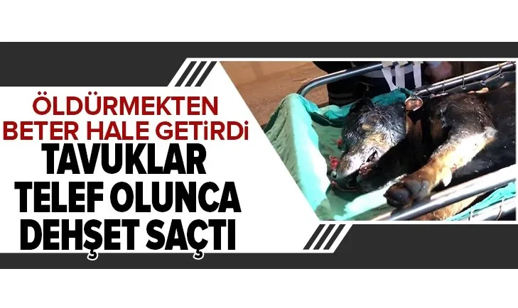 Tavuklarının telef olduğunu görünce dehşet saçtı! Köpeği öldürmekten beter hale getirdi