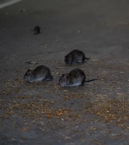 New York’u fareler bastı! Sıçan Şefi’ne 170 bin dolar maaş