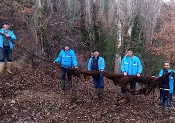 İçme suyu hattından 8 metrelik kök çıktı