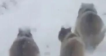 Kış uykusuna yatmayan ayılar şaşırttı