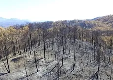 Yanan bölgelere hangi ağaç ekilmeli?