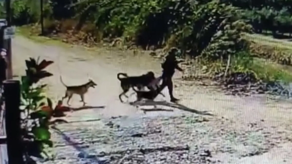 Hatay'da kangal cinsi köpeği evin bahçesinden çaldılar