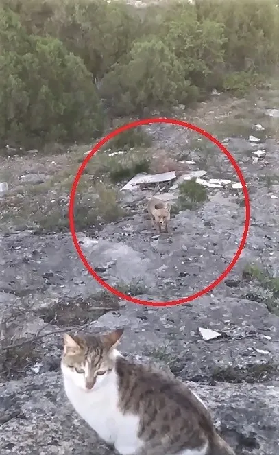 Şaşkına döndüler! Tilki kedilerin yemeğine ortak oldu - 1