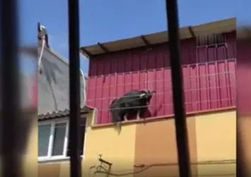 Kurbanlık keçi çatıya kaçtı! Sonu böyle oldu! İşte o anlar