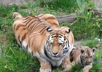 İngiltere'de kaplan dehşeti