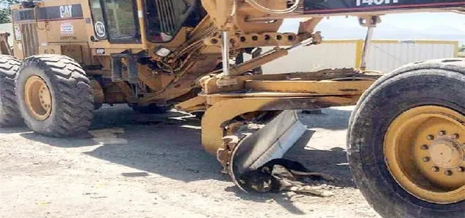 Kayseri'de iş makinesi gölgesinde uyuyan köpek için çalışmayı durdurdular