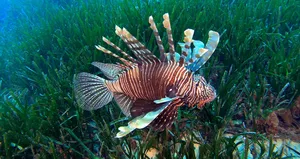 Dünyanın en zehirlileri arasında: Dokunmayın!