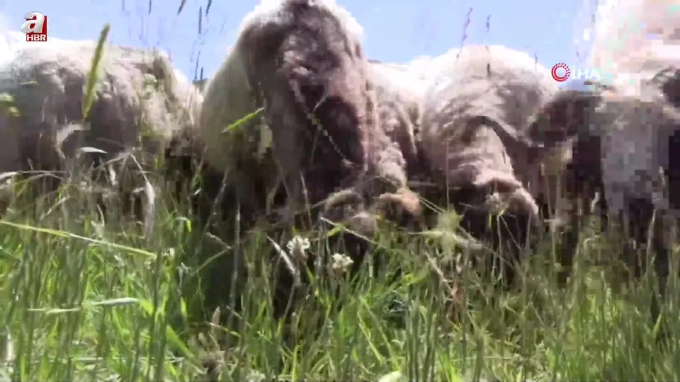 Siirt peynirine yoğun ilgi