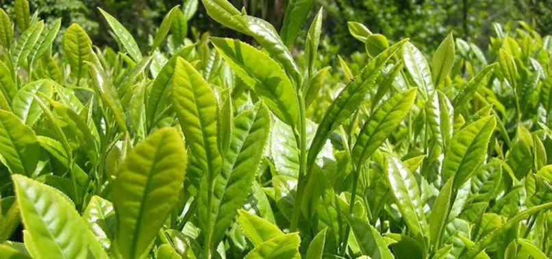 Türkiye’nin çay ihracatında yüzde 25’lik artış! 18 milyon doları geçti