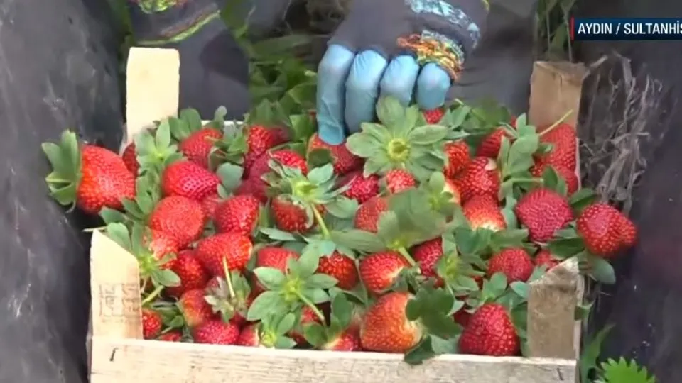 Sultanhisar çileğinde kış hasadı başladı!