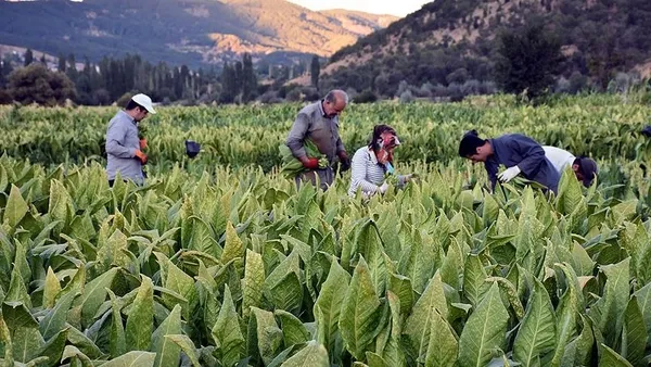 Tütün Mamulleri ve Alkol kanun teklifi TBMM’de kabul edildi: 2 yıldan 5 yıla kadar hapis cezası verilecek