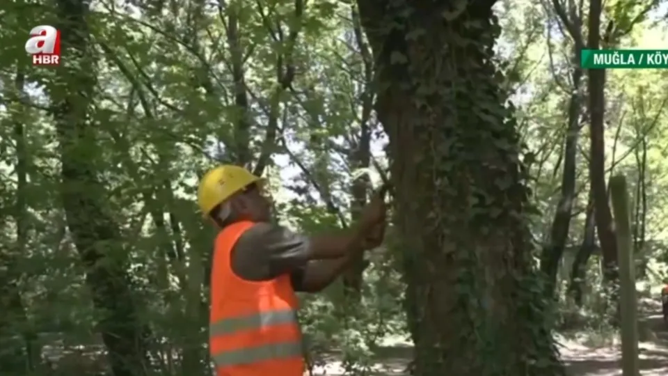 Anadolu’nun kadim şifa ağacı: Sığla!