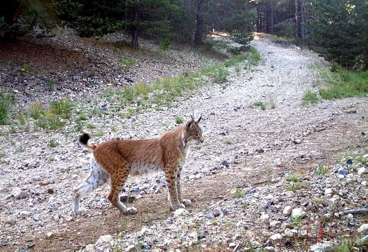 Kedigillerin en zor bulunan türü | İstanbul'da lüks bir malikanede ele geçirildi! Nesli neredeyse hiç kalmadı 16